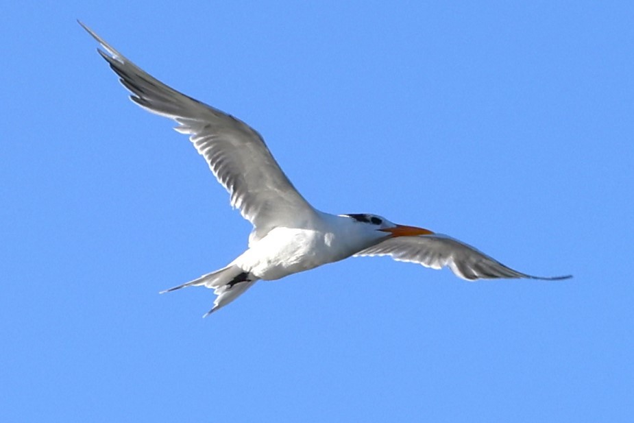 Royal Tern - ML616310474