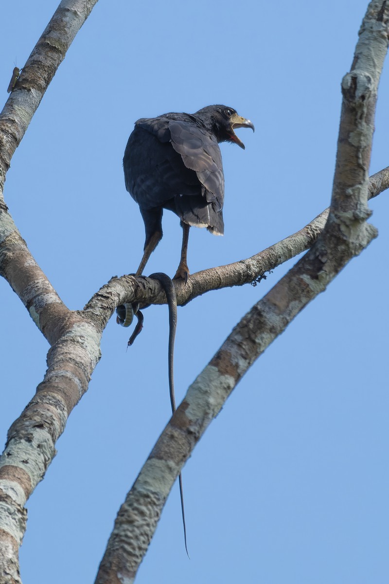 Great Black Hawk - ML616310506