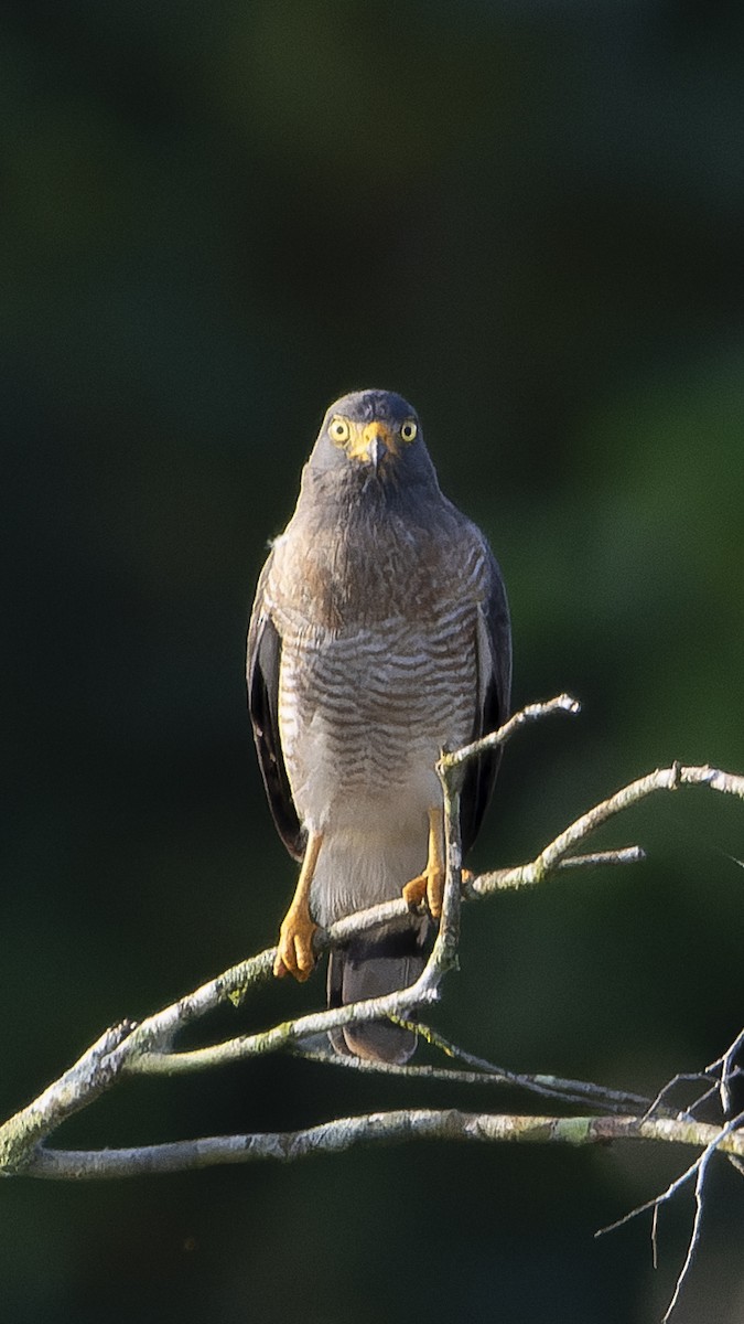 Roadside Hawk - ML616310514