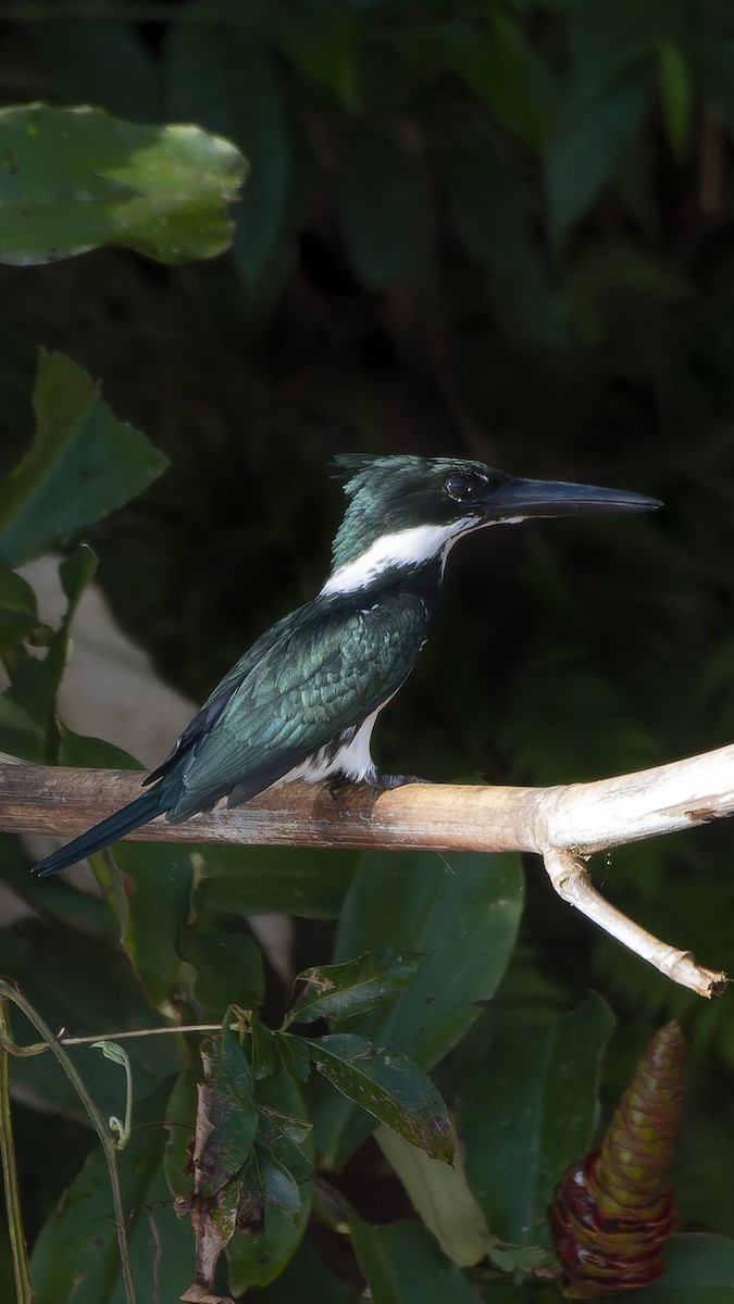 Amazon Kingfisher - ML616310522