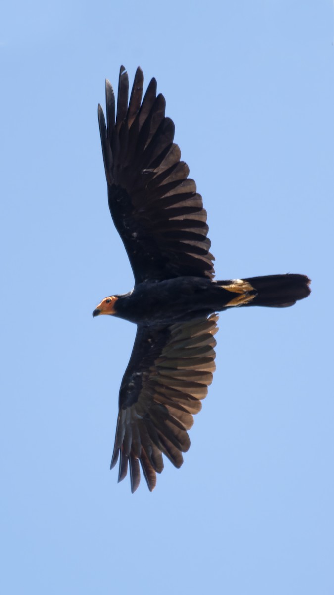 Black Caracara - ML616310528