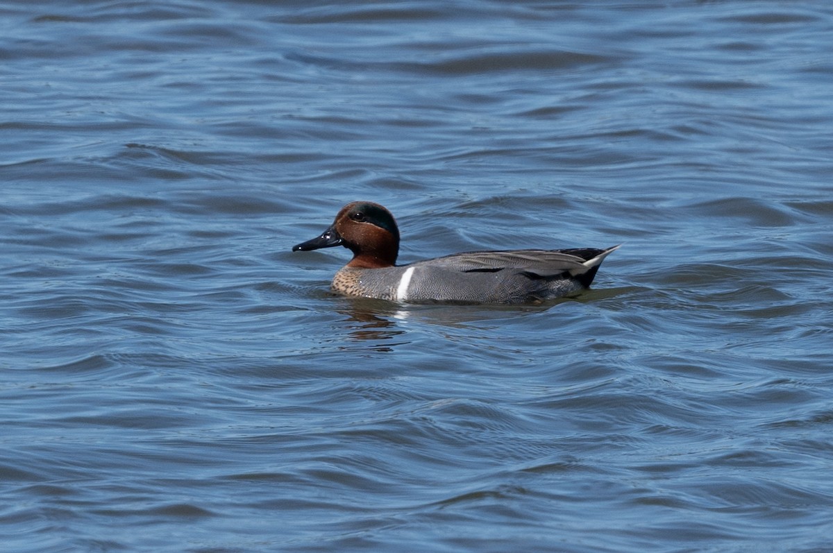 Green-winged Teal - ML616310623