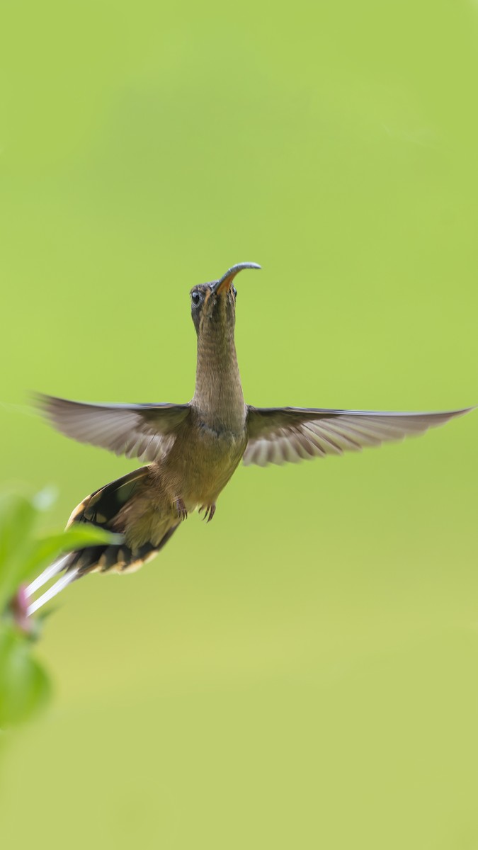 kolibřík dlouhozobý - ML616310684