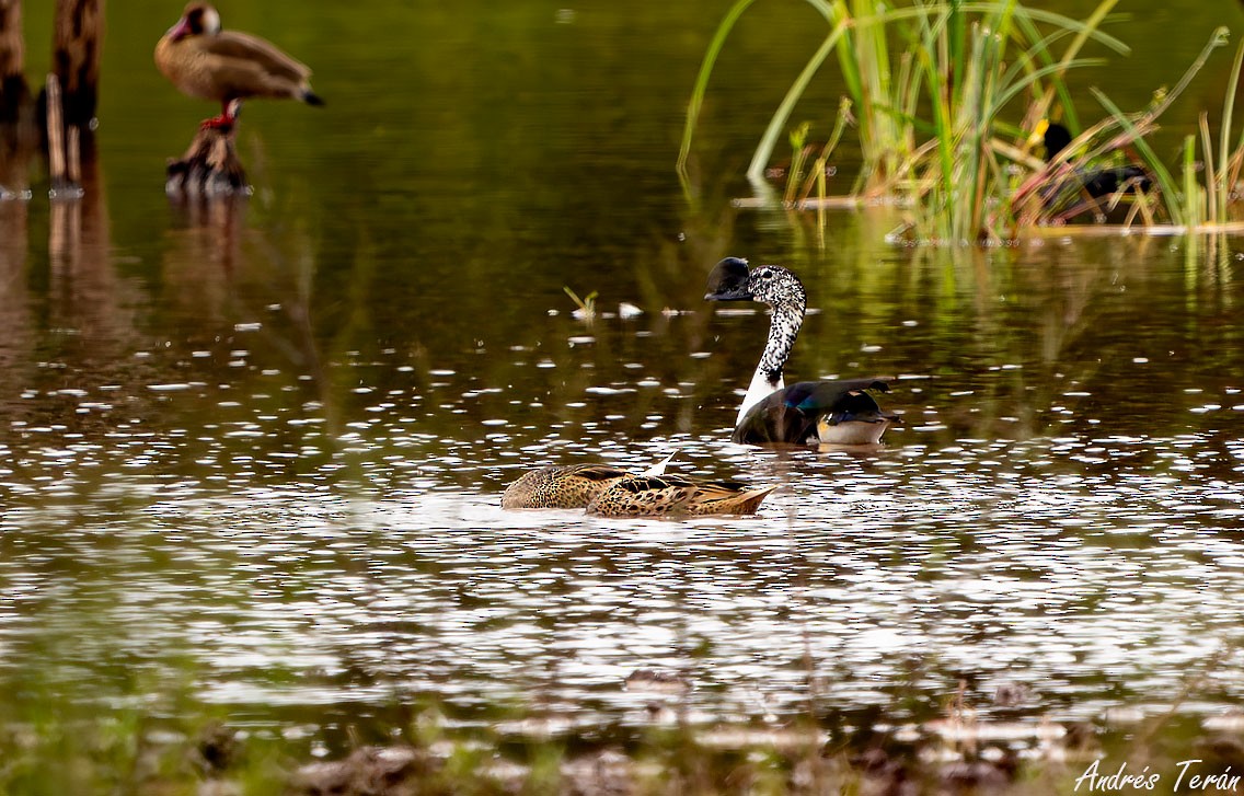 Comb Duck - ML616310718
