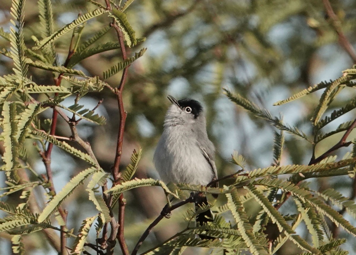 Black-tailed Gnatcatcher - ML616310785