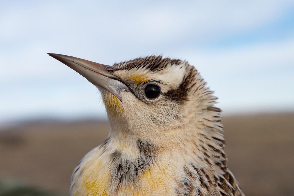 Chihuahuan Meadowlark - ML616310863