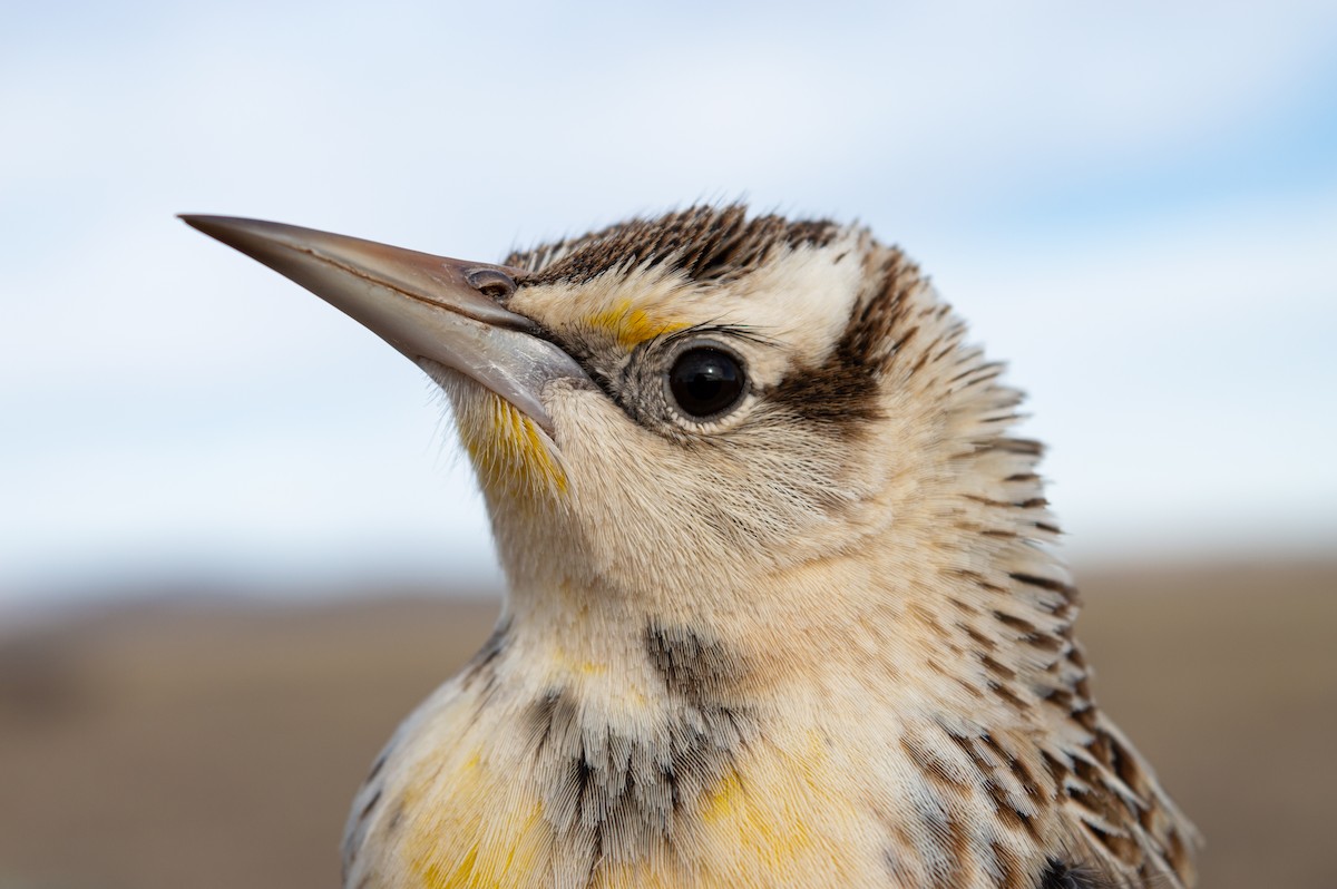 Chihuahuan Meadowlark - ML616310864