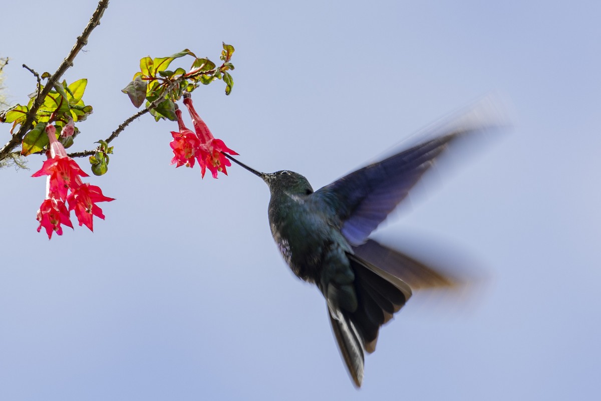 Colibri à ailes saphir - ML616310874