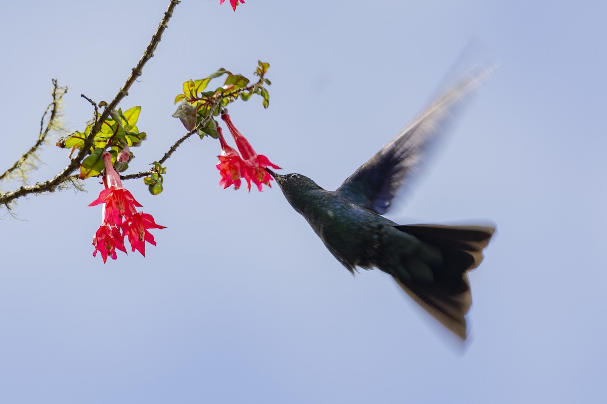 Blauflügelkolibri - ML616310875