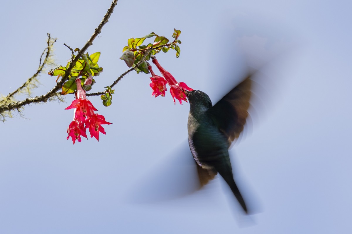 Colibri à ailes saphir - ML616310876