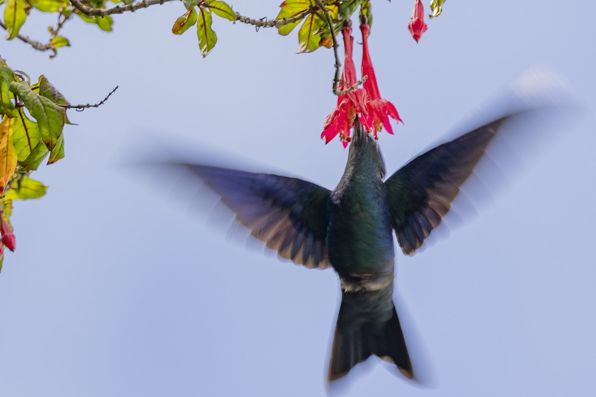 Colibri à ailes saphir - ML616310877