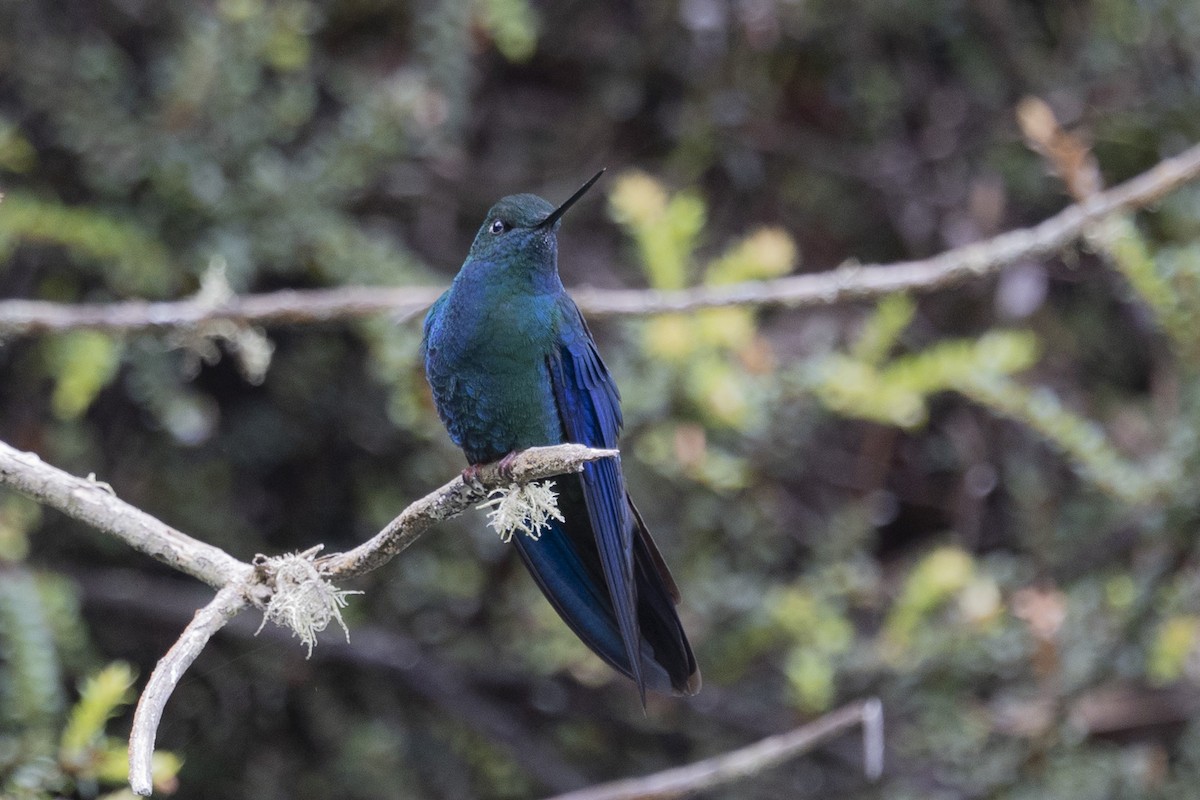 kolibřík modrokřídlý - ML616310878