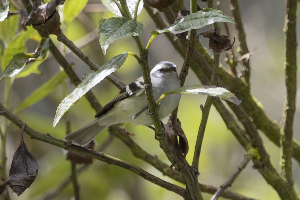 White-banded Tyrannulet - ML616310889