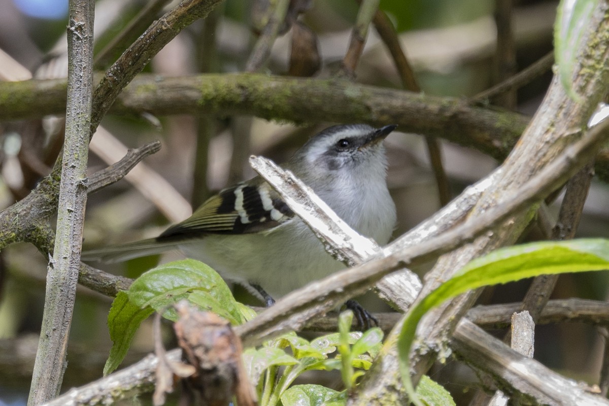 White-banded Tyrannulet - ML616310891