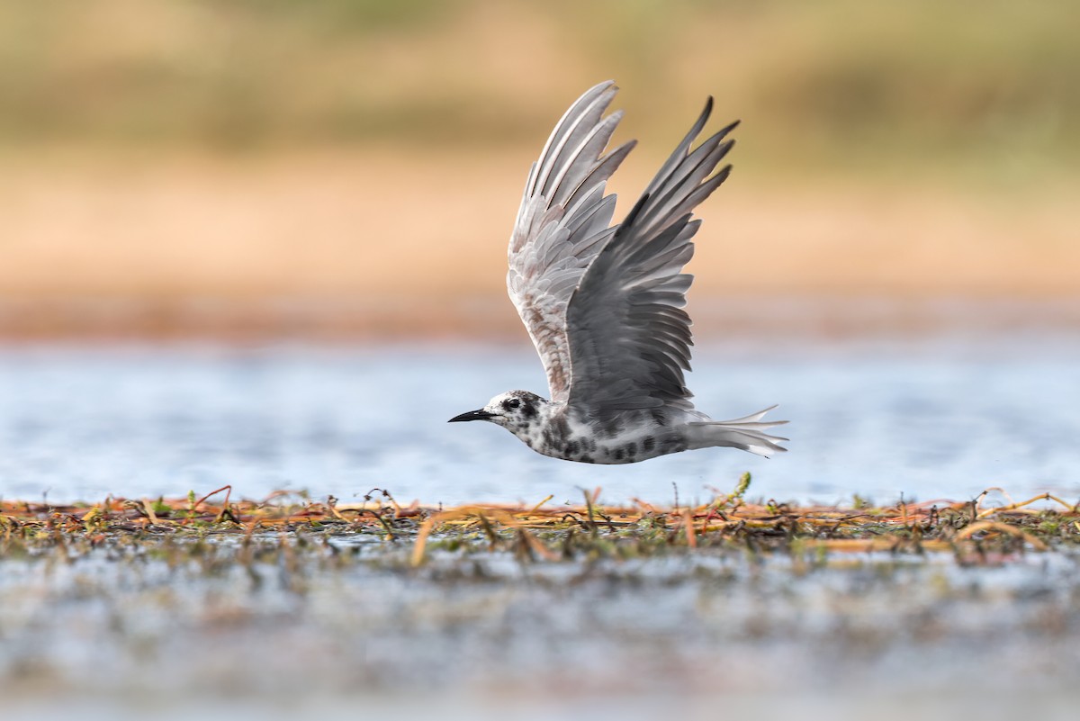 Black Tern - Federico Rubio