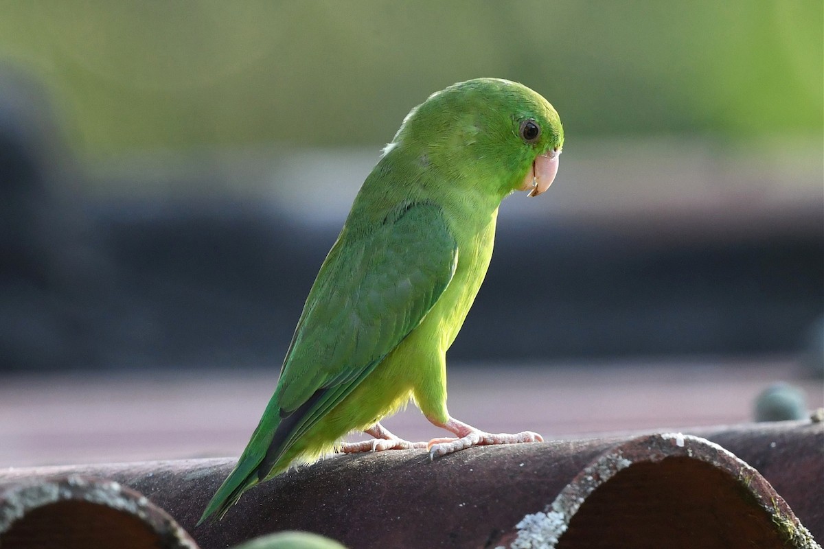 Spectacled Parrotlet - ML616310955