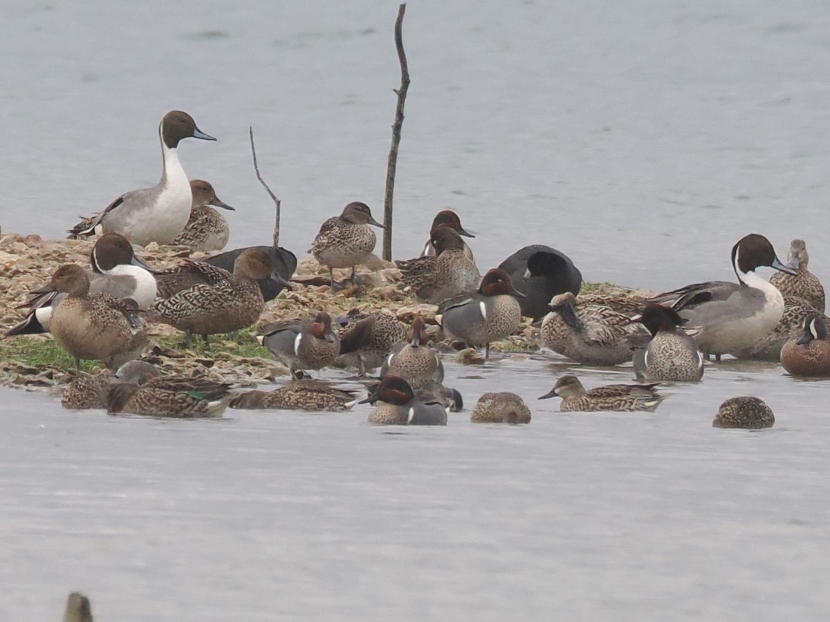 Northern Pintail - ML616310982