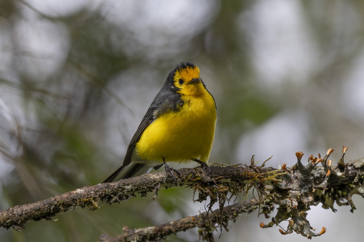 Golden-fronted Redstart - Loni Ye