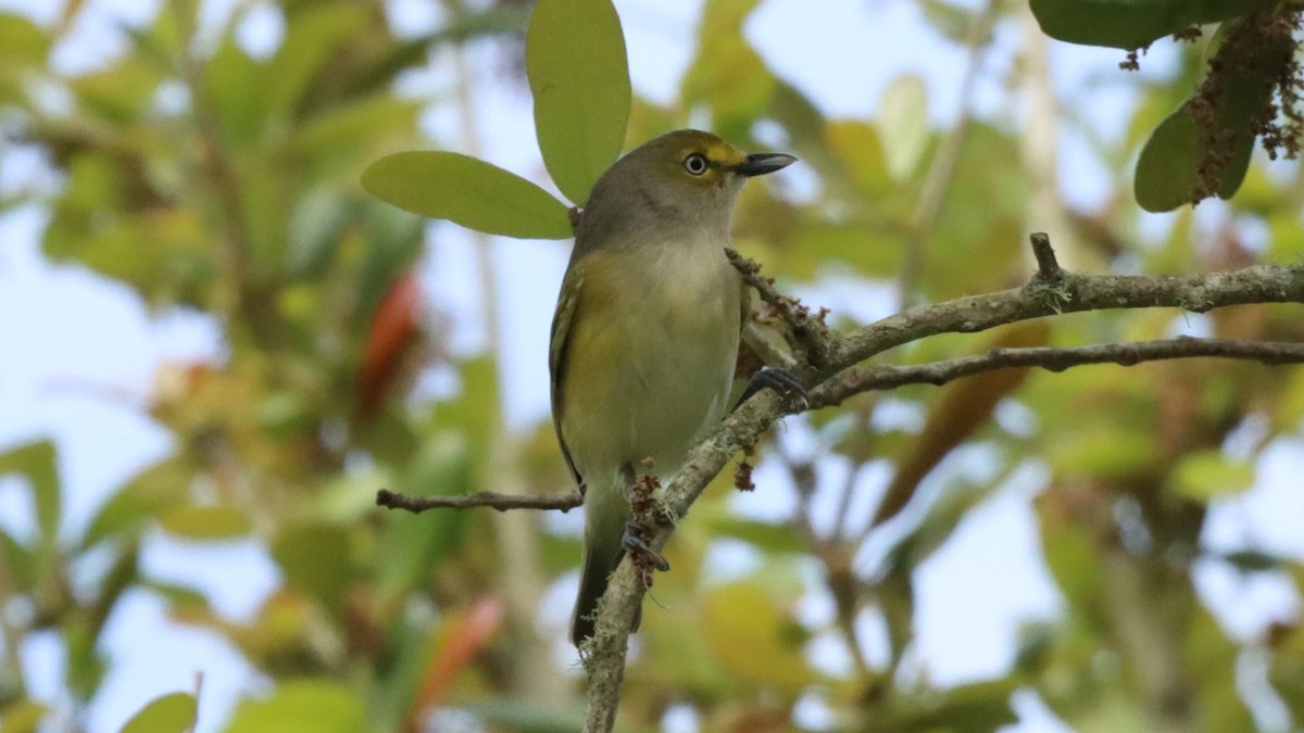 White-eyed Vireo - ML616311018