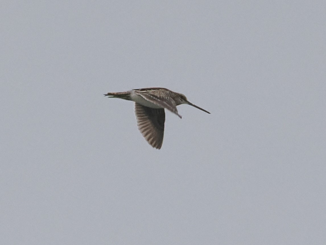 Wilson's Snipe - ML616311026