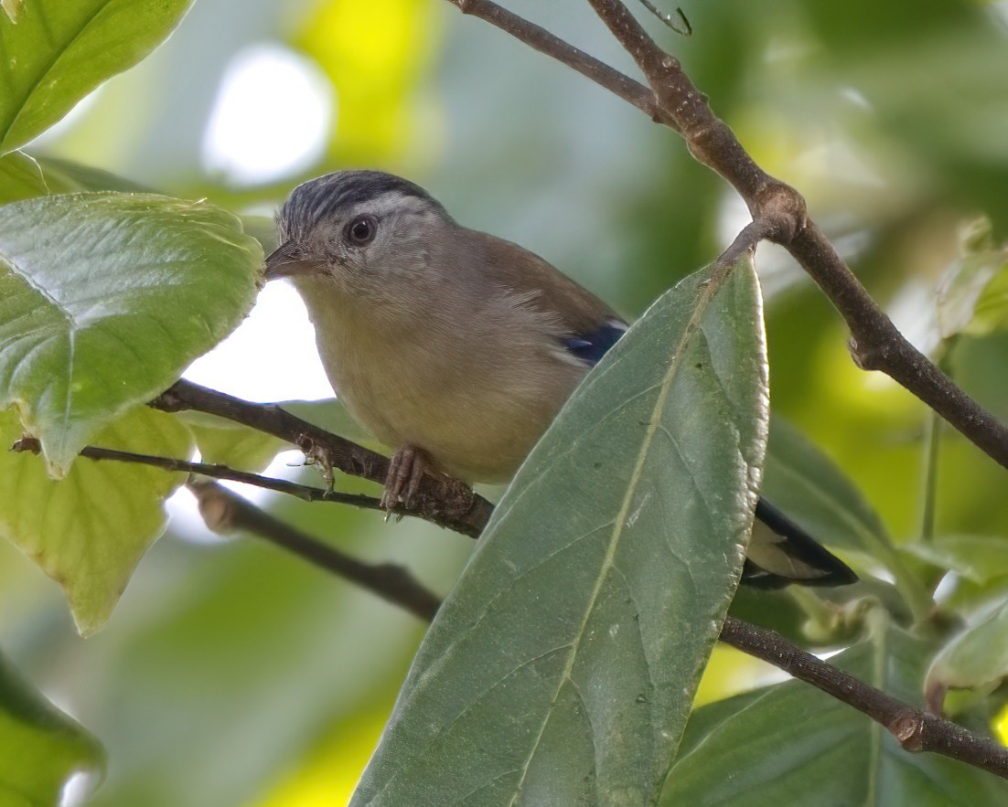 Actinodure à ailes bleues - ML616311063