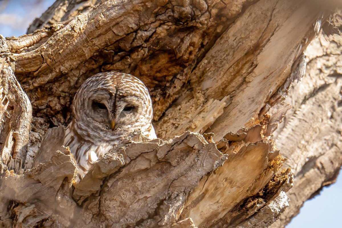 Barred Owl - Colin Gallagher