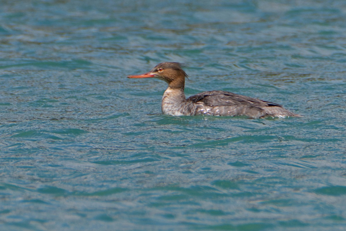 Red-breasted Merganser - ML616311122