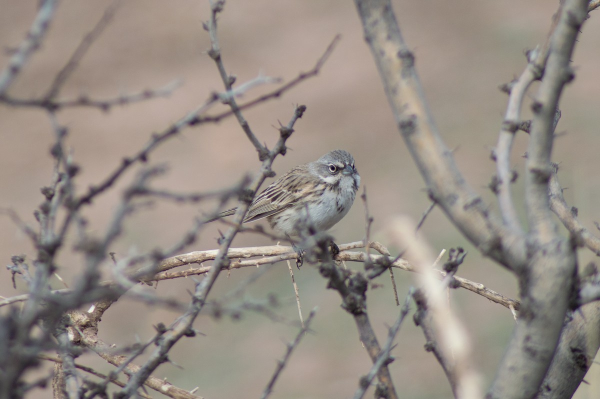 Sagebrush Sparrow - ML616311184