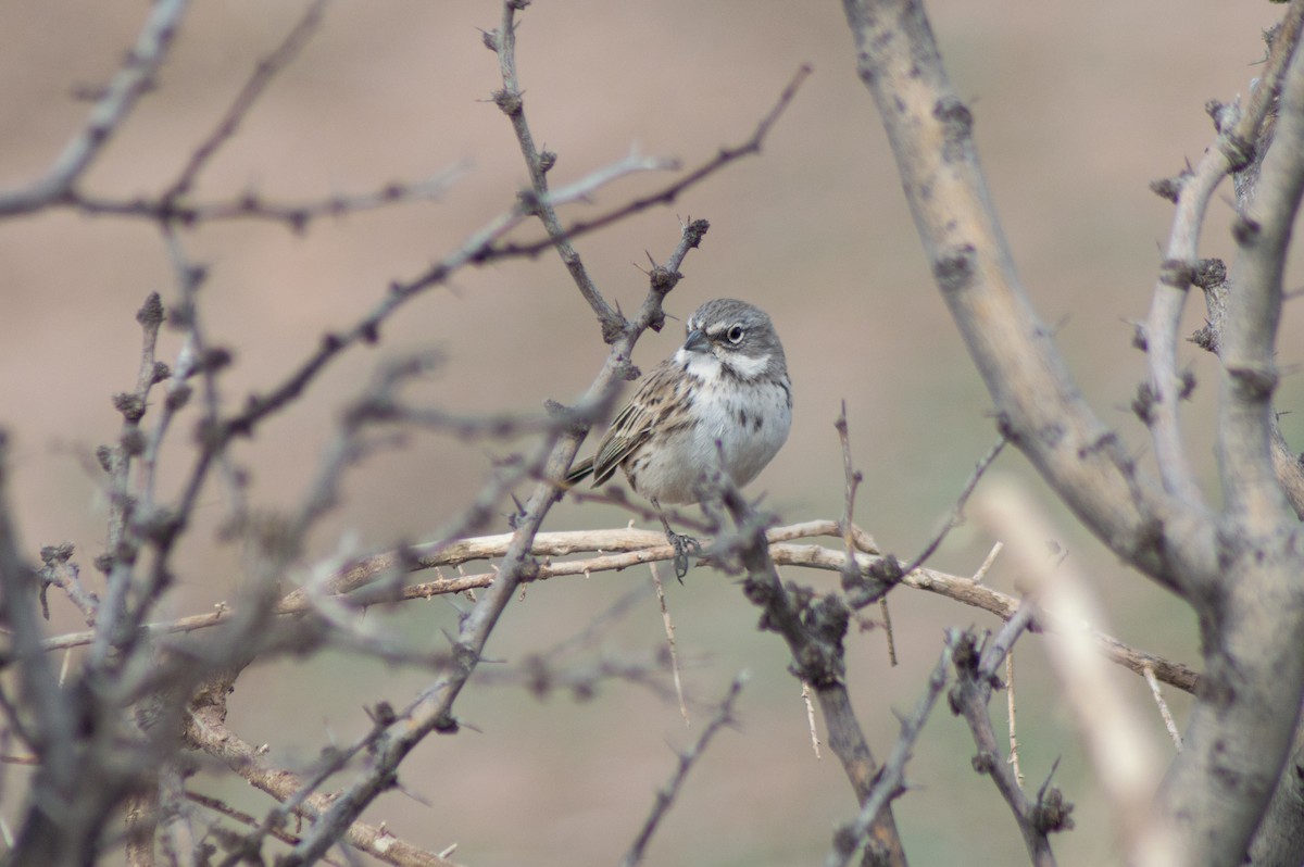 Sagebrush Sparrow - ML616311185