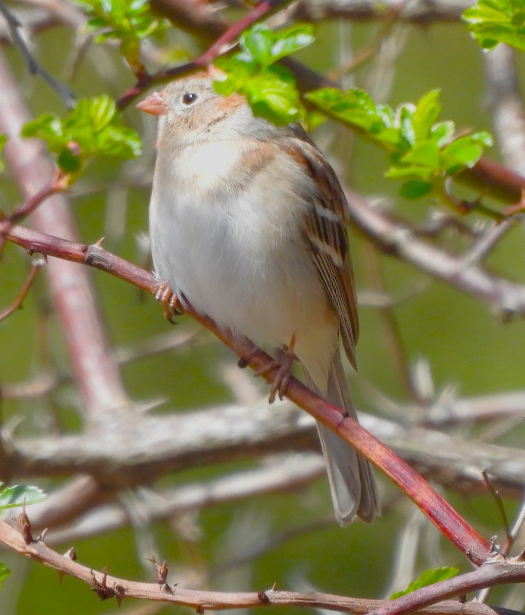 Field Sparrow - ML616311195