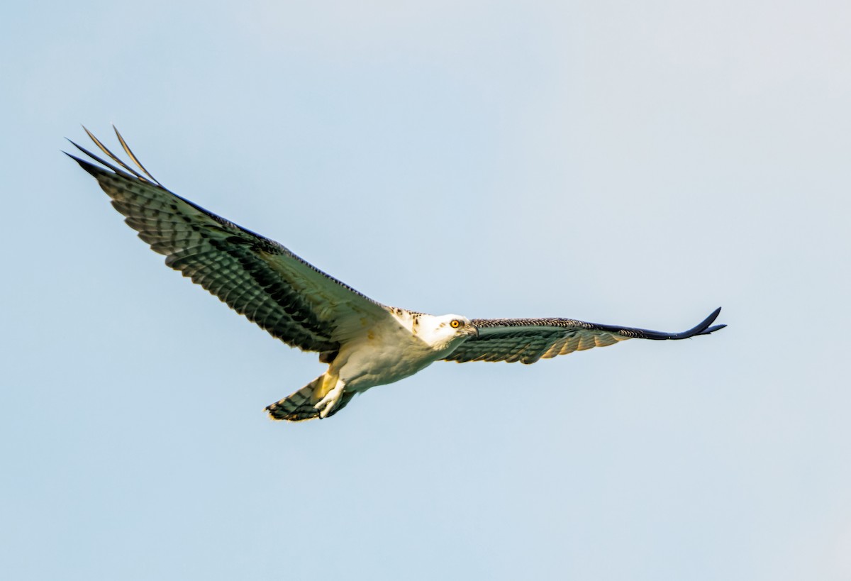 Águila Pescadora (ridgwayi) - ML616311200