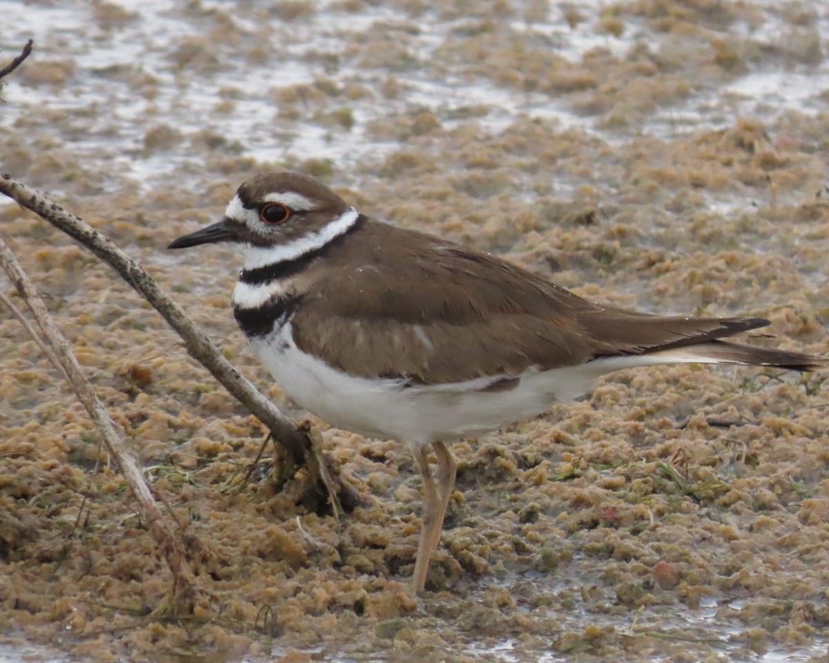 Killdeer - ML616311252