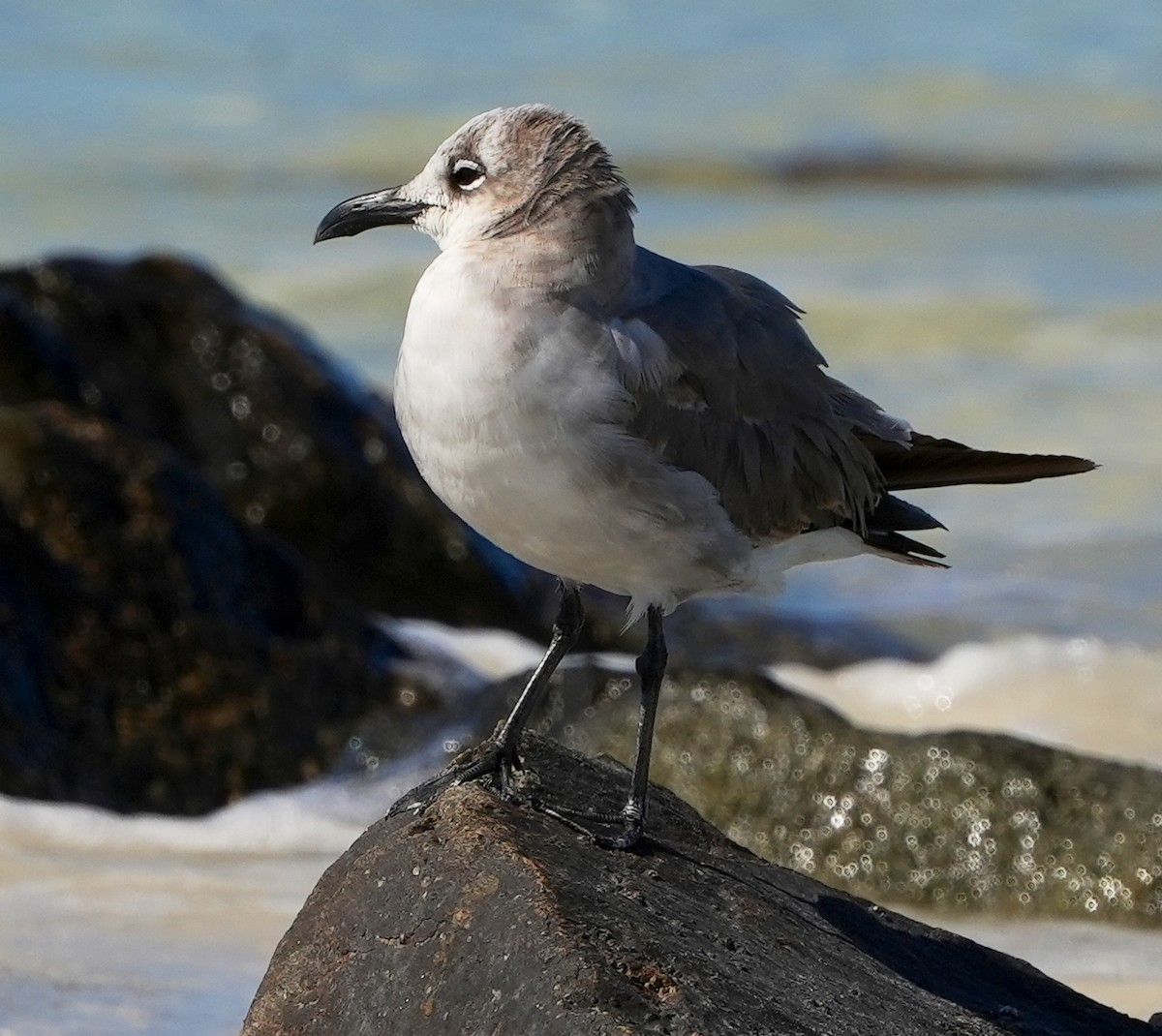 Laughing Gull - ML616311256