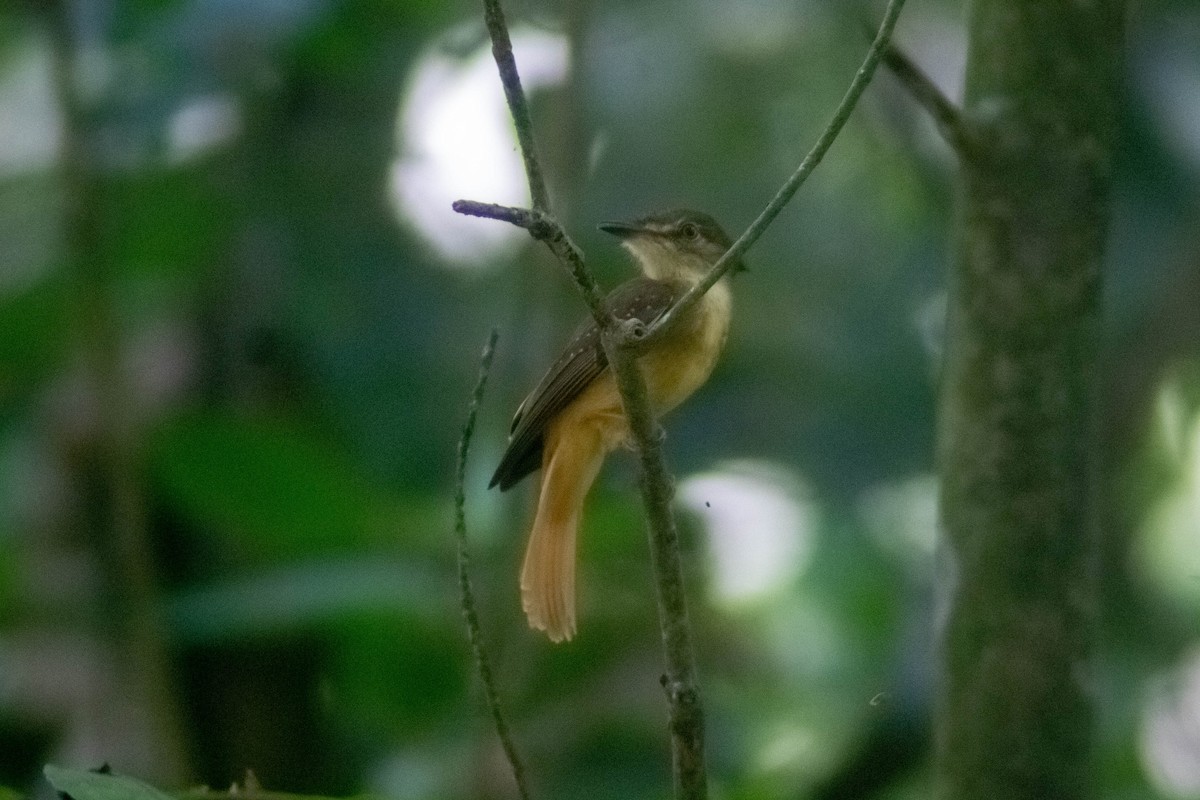 Tropical Royal Flycatcher - Manuel de Jesus Hernandez Ancheita