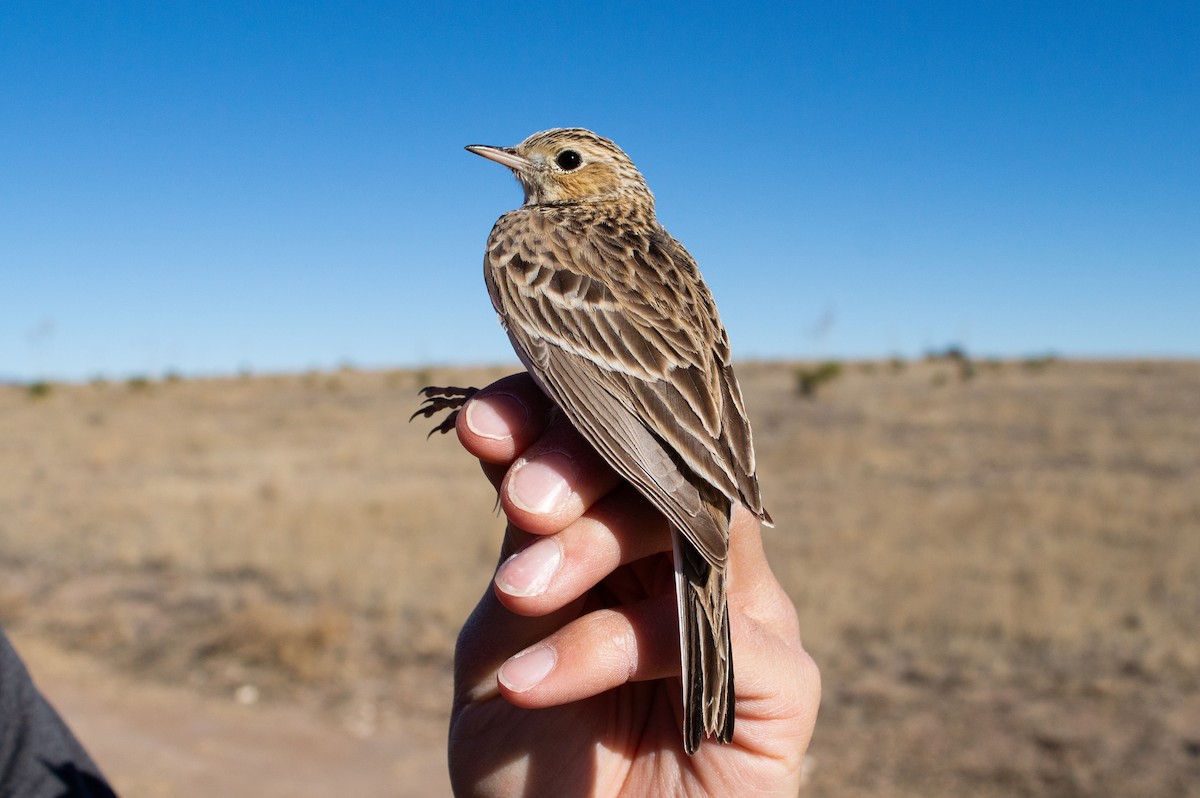 Sprague's Pipit - ML616311264