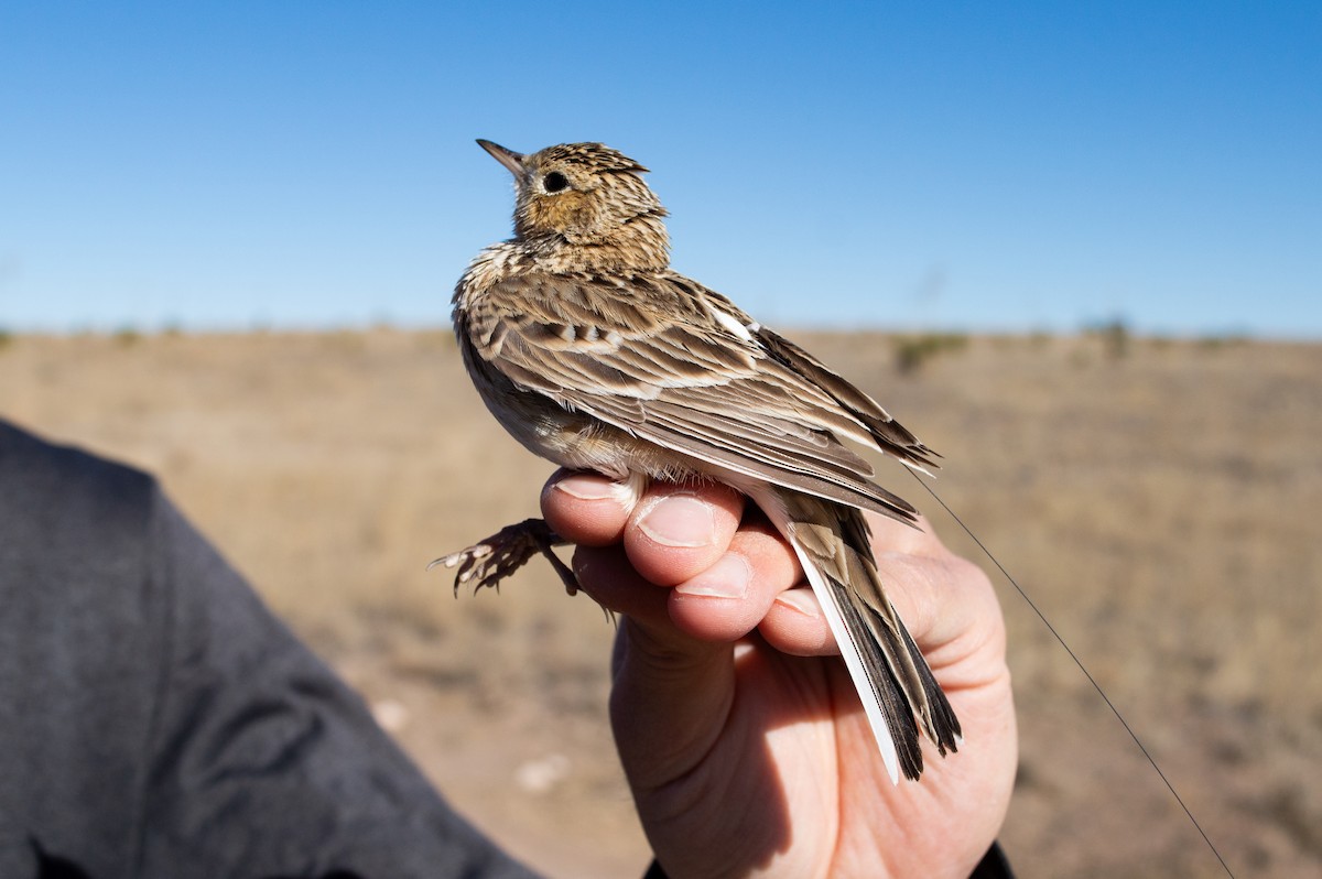 Sprague's Pipit - ML616311265