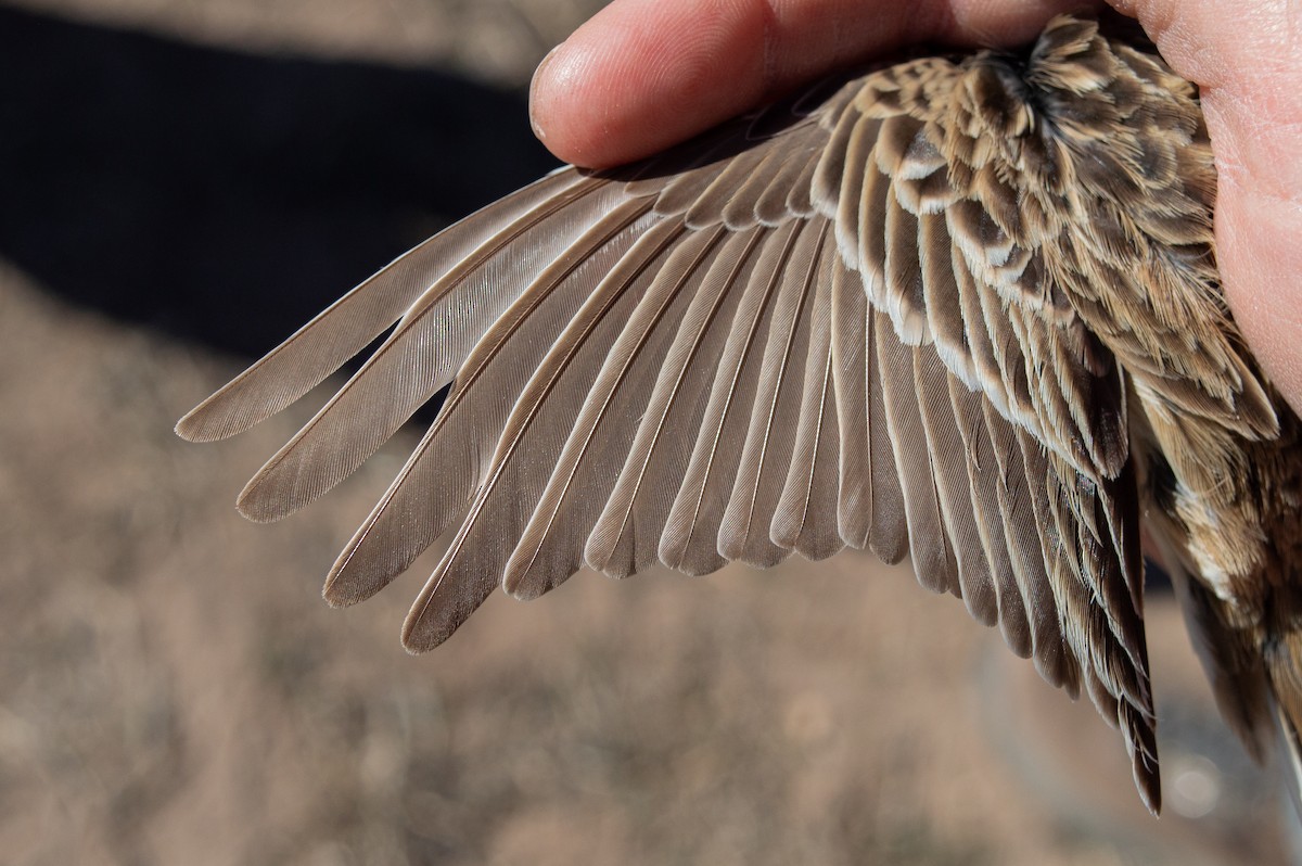 Sprague's Pipit - ML616311266