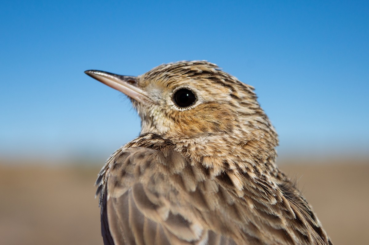 Sprague's Pipit - ML616311267