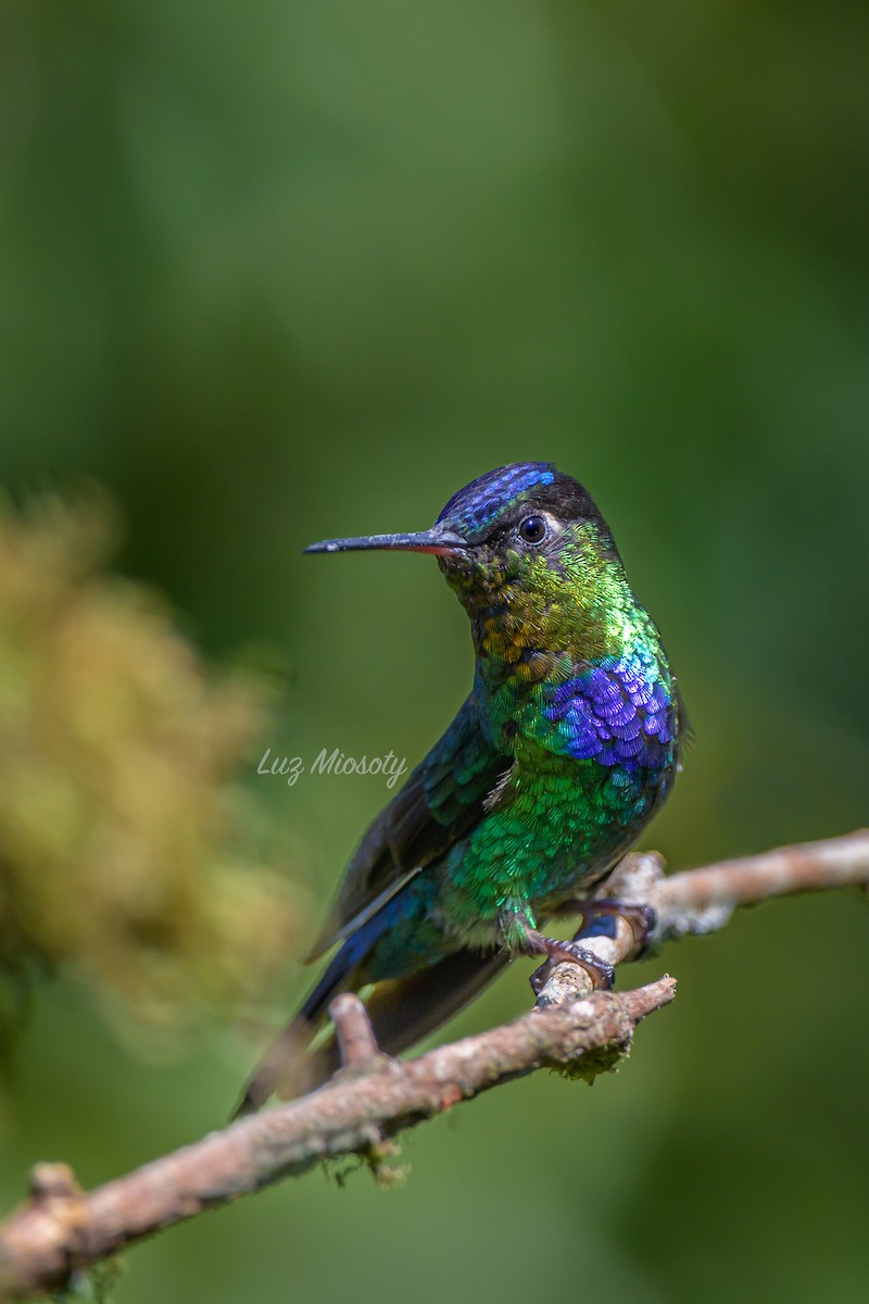 Fiery-throated Hummingbird - ML616311272