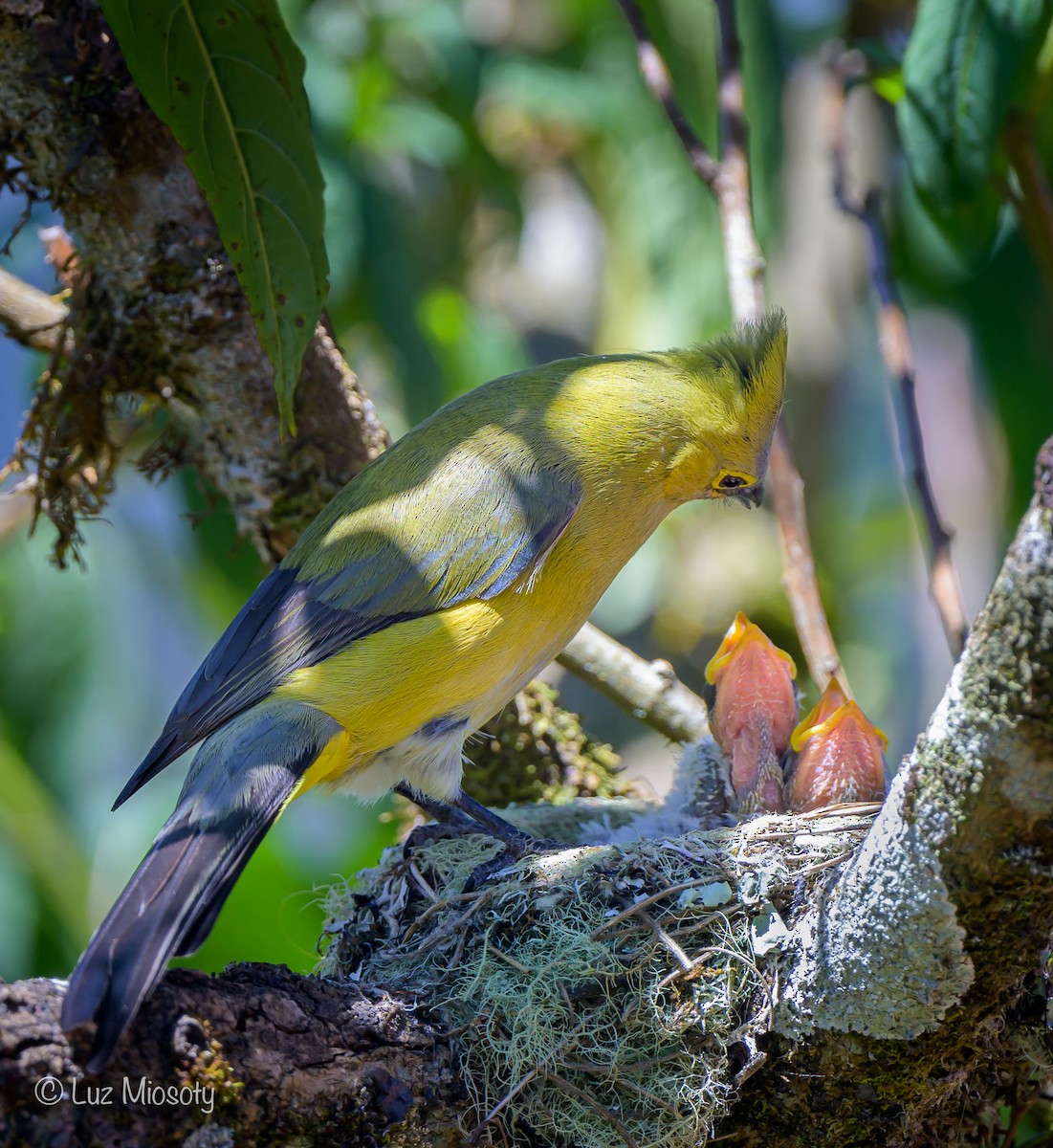 Long-tailed Silky-flycatcher - ML616311286