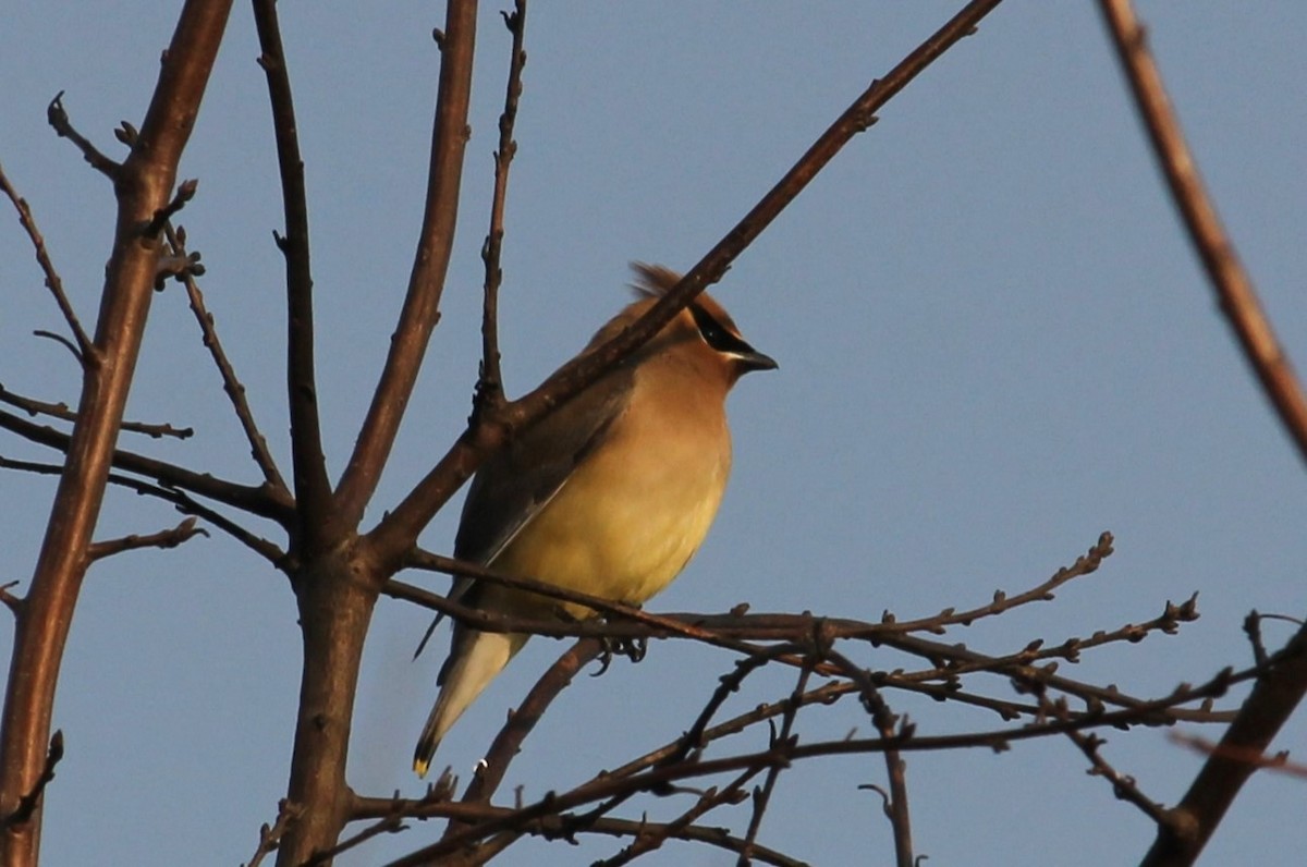 Cedar Waxwing - ML616311295