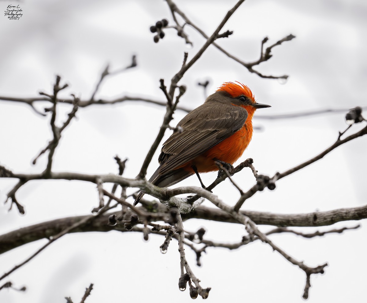 Vermilion Flycatcher - Karen Szafrajda