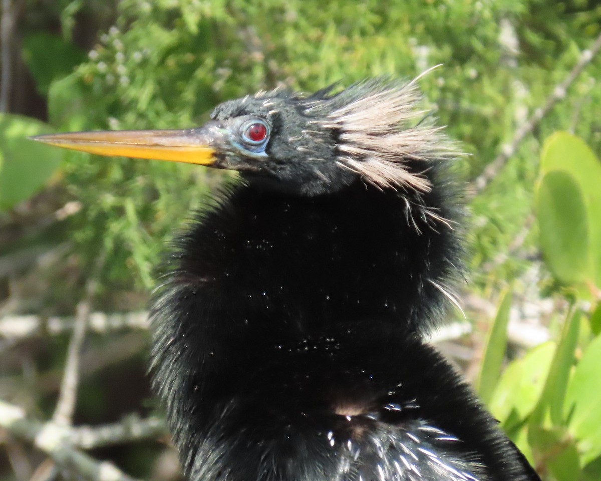 Anhinga - ML616311349