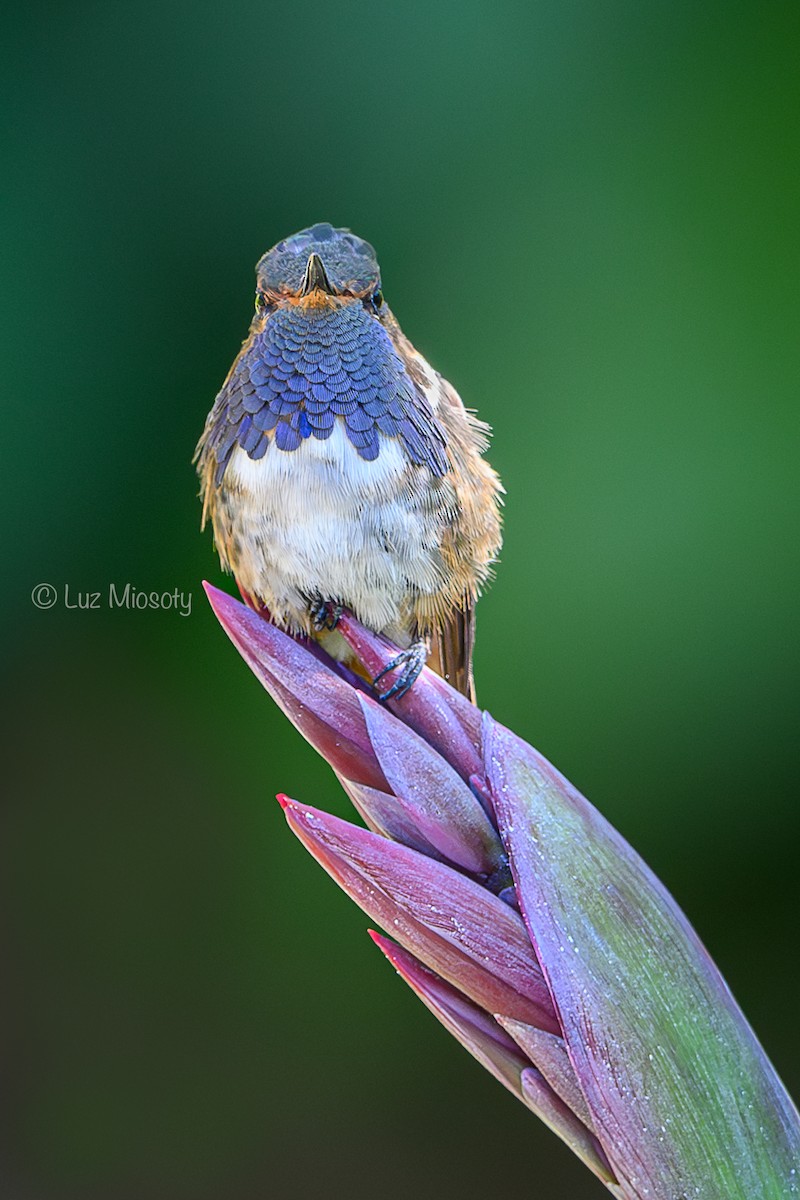 Volcano Hummingbird - ML616311375