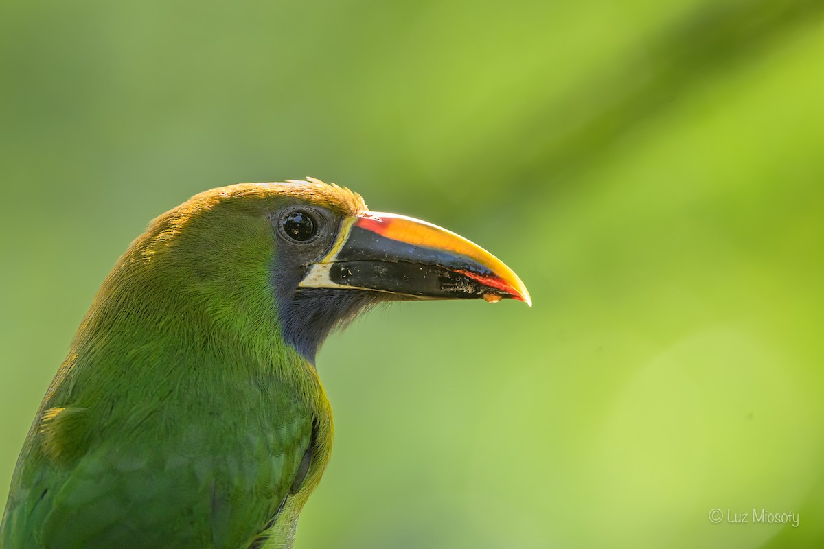 Northern Emerald-Toucanet - ML616311382