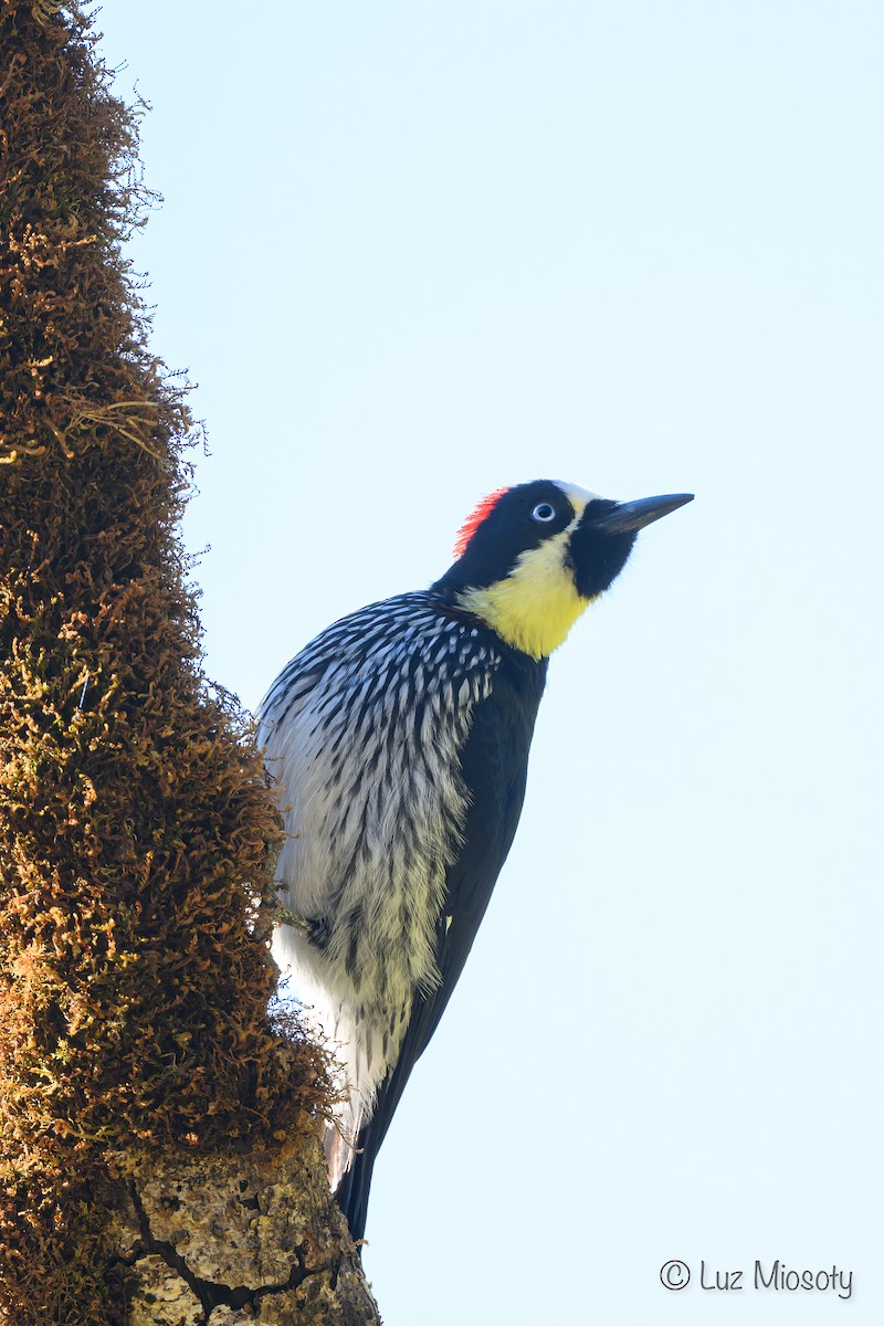 Acorn Woodpecker - ML616311386