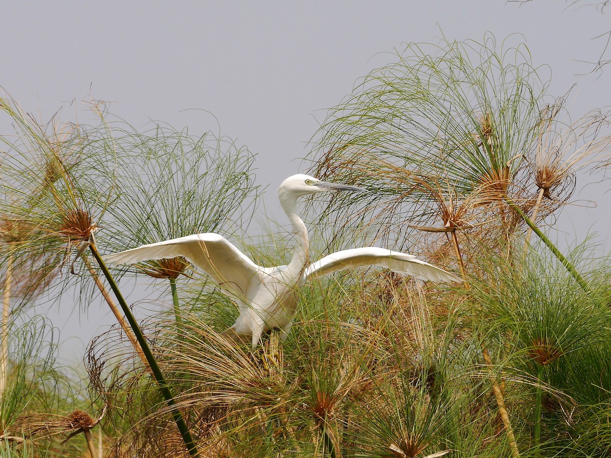 Little Egret (Western) - Brett Hartl