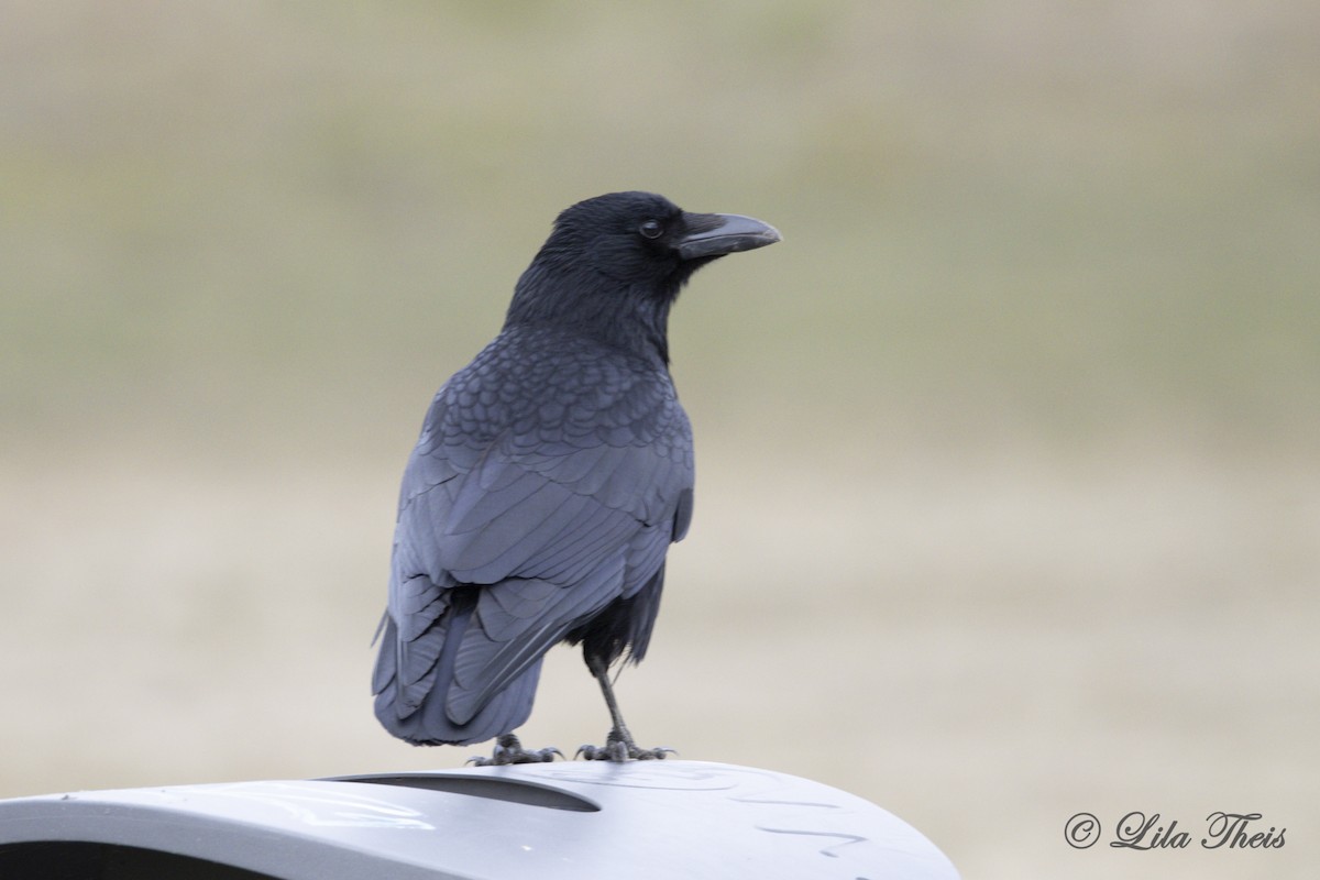 Common Raven - ML616311404