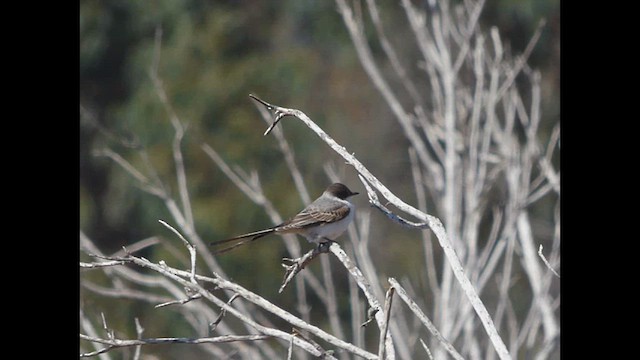 Fork-tailed Flycatcher - ML616311433