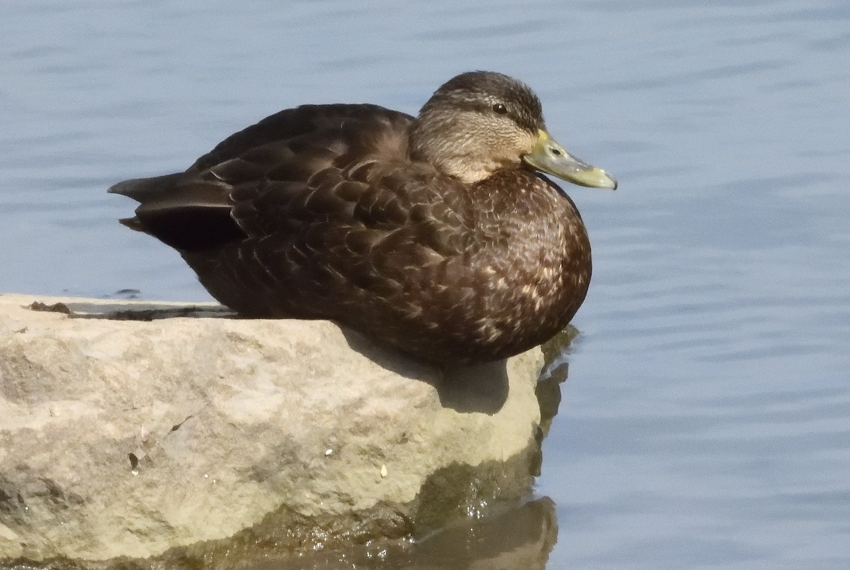 American Black Duck - Bernard Tremblay